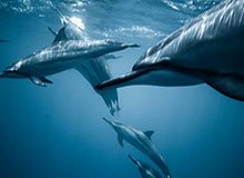 世界杯官方网站-哀悼，7名塞萨洛尼基球迷在前往看欧联杯路上遇车祸去世